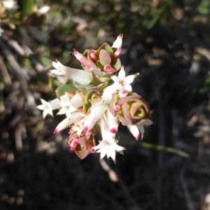 Brachyloma daphnoides at Isaacs Ridge - 7 Sep 2015 02:25 PM