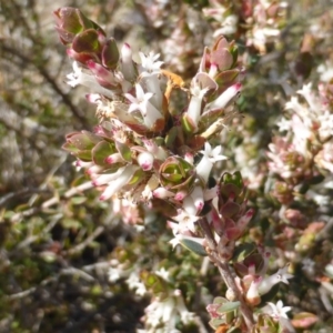 Brachyloma daphnoides at Isaacs Ridge - 7 Sep 2015 02:25 PM