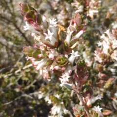 Brachyloma daphnoides at Isaacs Ridge - 7 Sep 2015