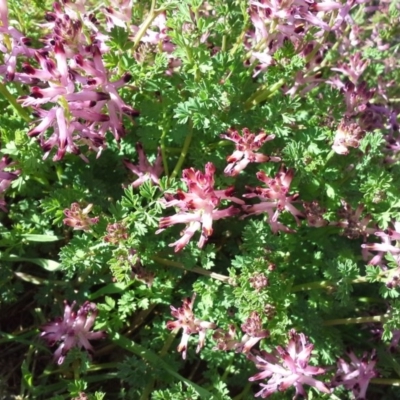 Fumaria sp. (Fumitory) at Isaacs, ACT - 7 Sep 2015 by Mike