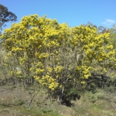 Acacia dealbata (Silver Wattle) at Isaacs Ridge - 7 Sep 2015 by Mike