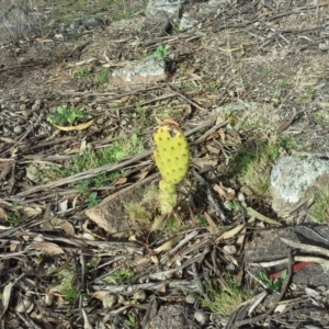 Opuntia stricta at Isaacs Ridge - 7 Sep 2015