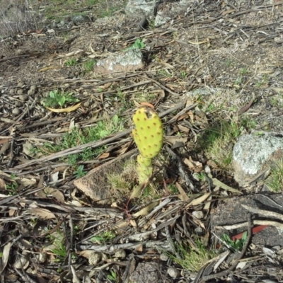 Opuntia stricta (Common Prickly Pear) at Isaacs Ridge - 7 Sep 2015 by Mike