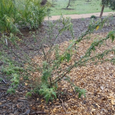 Gynatrix pulchella (Hemp Bush) at Sth Tablelands Ecosystem Park - 3 Sep 2015 by galah681