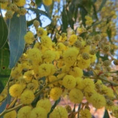 Acacia pycnantha (Golden Wattle) at Nicholls, ACT - 29 Aug 2015 by gavinlongmuir