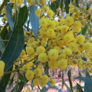 Acacia pycnantha at Nicholls, ACT - 29 Aug 2015 04:45 PM