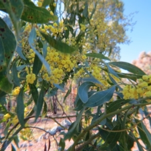 Acacia pycnantha at Nicholls, ACT - 29 Aug 2015 04:45 PM