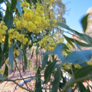 Acacia pycnantha at Nicholls, ACT - 29 Aug 2015 04:45 PM