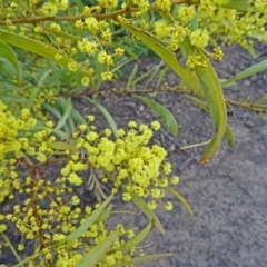 Acacia rubida (Red-stemmed Wattle, Red-leaved Wattle) at Sth Tablelands Ecosystem Park - 3 Sep 2015 by galah681