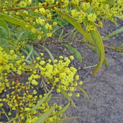 Acacia rubida (Red-stemmed Wattle, Red-leaved Wattle) at Sth Tablelands Ecosystem Park - 3 Sep 2015 by galah681