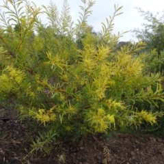 Acacia rubida at Molonglo Valley, ACT - 3 Sep 2015 10:11 AM