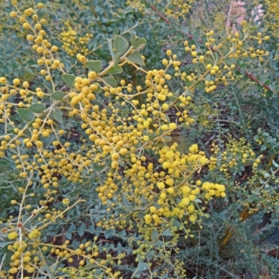 Acacia cultriformis (Knife Leaf Wattle) at Molonglo Valley, ACT - 3 Sep 2015 by galah681