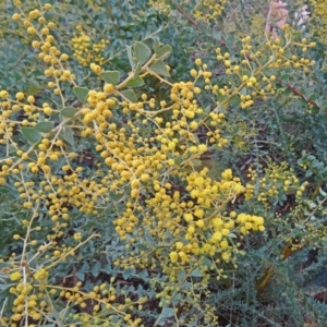 Acacia cultriformis at Molonglo Valley, ACT - 3 Sep 2015