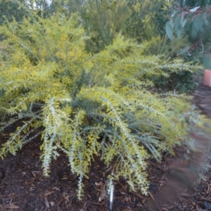 Acacia cultriformis at Molonglo Valley, ACT - 3 Sep 2015