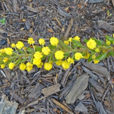 Acacia paradoxa (Kangaroo Thorn) at Sth Tablelands Ecosystem Park - 3 Sep 2015 by galah681