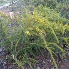 Acacia paradoxa at Molonglo Valley, ACT - 3 Sep 2015 10:16 AM