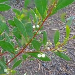 Acacia penninervis var. penninervis (Hickory Wattle) at Sth Tablelands Ecosystem Park - 3 Sep 2015 by galah681