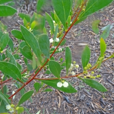 Acacia penninervis var. penninervis (Hickory Wattle) at Sth Tablelands Ecosystem Park - 3 Sep 2015 by galah681