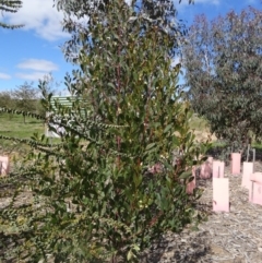 Acacia penninervis var. penninervis at Molonglo Valley, ACT - 3 Sep 2015 10:17 AM