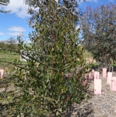 Acacia penninervis var. penninervis at Molonglo Valley, ACT - 3 Sep 2015