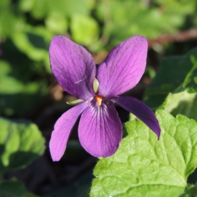 Viola odorata (Sweet Violet, Common Violet) at Point Hut Pond - 7 Sep 2015 by michaelb
