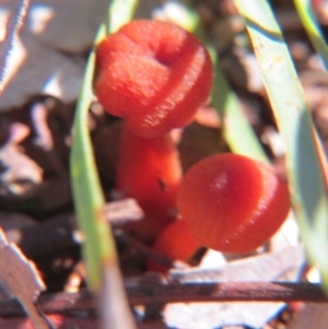 Hygrocybe sp. ‘red’ at Nicholls, ACT - 29 Aug 2015