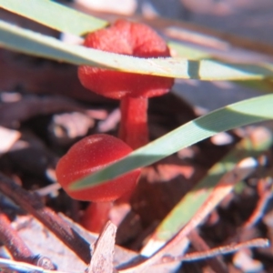 Hygrocybe sp. ‘red’ at Nicholls, ACT - 29 Aug 2015