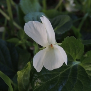 Viola odorata at Gordon, ACT - 7 Sep 2015 06:37 PM