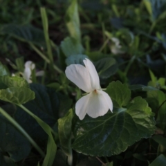 Viola odorata at Gordon, ACT - 7 Sep 2015 06:37 PM