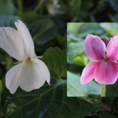 Viola odorata at Gordon, ACT - 7 Sep 2015