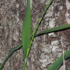 Ehrharta erecta (Panic Veldtgrass) at Gordon, ACT - 7 Sep 2015 by MichaelBedingfield