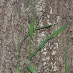 Ehrharta erecta at Gordon, ACT - 7 Sep 2015