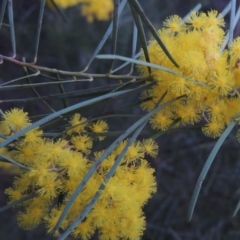 Acacia boormanii (Snowy River Wattle) at Gordon, ACT - 7 Sep 2015 by MichaelBedingfield