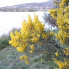 Acacia boormanii at Gordon, ACT - 7 Sep 2015