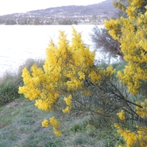 Acacia boormanii at Gordon, ACT - 7 Sep 2015