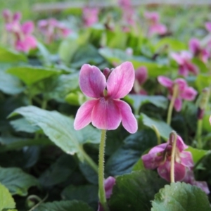 Viola odorata at Gordon, ACT - 7 Sep 2015