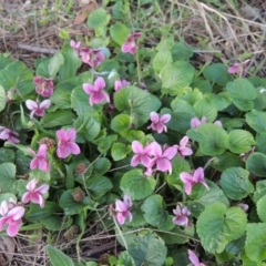 Viola odorata at Gordon, ACT - 7 Sep 2015