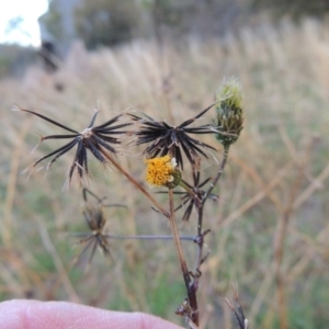 Bidens pilosa at Banks, ACT - 5 May 2015