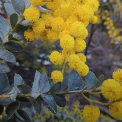 Acacia cultriformis (Knife Leaf Wattle) at Point Hut Pond - 7 Sep 2015 by michaelb