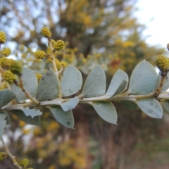 Acacia cultriformis at Gordon, ACT - 7 Sep 2015