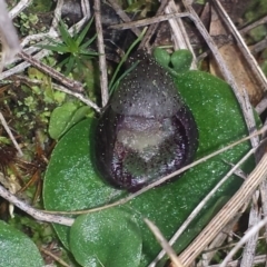 Corysanthes incurva (Slaty Helmet Orchid) at Mount Majura - 7 Sep 2015 by MattM