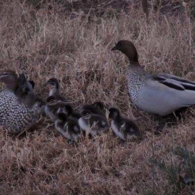 Chenonetta jubata (Australian Wood Duck) at Gordon, ACT - 7 Sep 2015 by MichaelBedingfield
