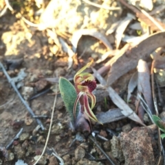 Caladenia actensis (Canberra Spider Orchid) at Mount Majura - 8 Sep 2015 by AaronClausen