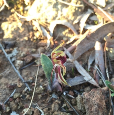 Caladenia actensis (Canberra Spider Orchid) at Mount Majura - 8 Sep 2015 by AaronClausen