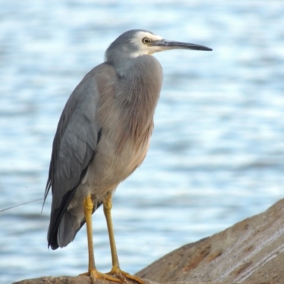 Egretta novaehollandiae (White-faced Heron) at Greenway, ACT - 22 Apr 2015 by michaelb