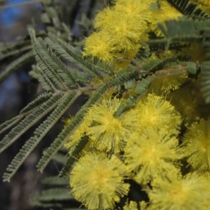 Acacia dealbata at Hall, ACT - 5 Sep 2015