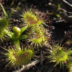 Drosera sp. (A Sundew) at Hall, ACT - 4 Sep 2015 by pinnaCLE