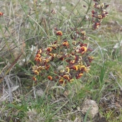 Daviesia genistifolia (Broom Bitter Pea) at Mount Majura - 7 Sep 2015 by MattM