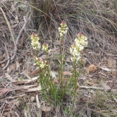 Stackhousia monogyna (Creamy Candles) at Canberra Central, ACT - 8 Sep 2015 by MattM