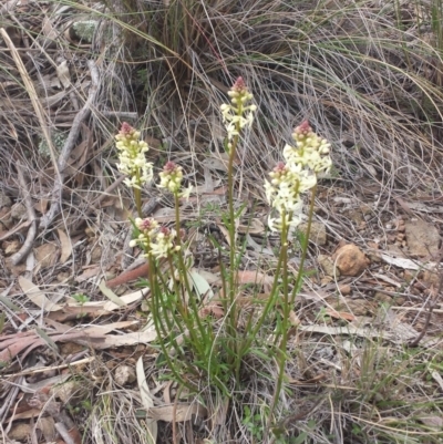 Stackhousia monogyna (Creamy Candles) at Mount Majura - 7 Sep 2015 by MattM